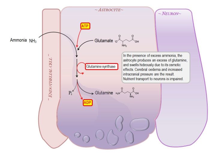 Lactulose Mechanism Of Action In Hepatic Encephalopat - vrogue.co